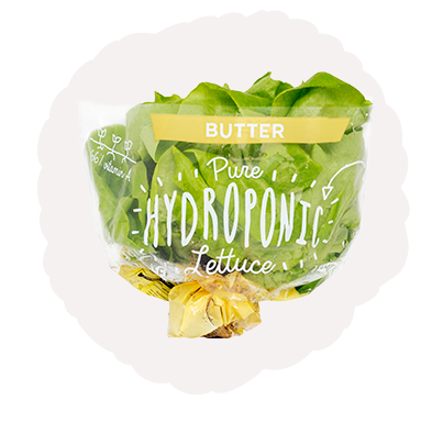 Butter Leaf Lettuce