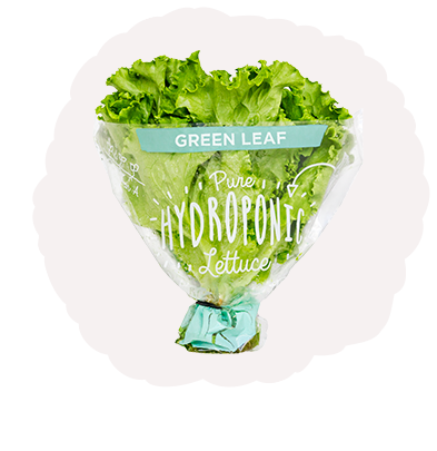 Green Leaf Lettuce